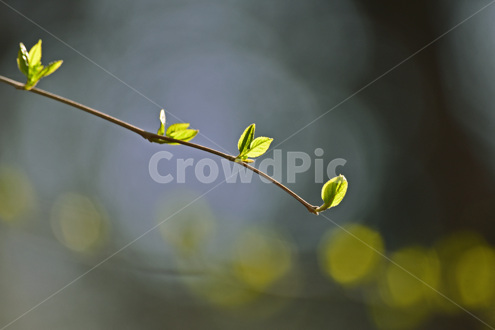 flare,delicate,new leaf,Spring background,tree shoot,light green,season,depart,bokeh of light,green,sprout,young leaves,new sprout,start,leaf,young shoot,outdoor,outdoors,background,plant,bokeh,Greenery