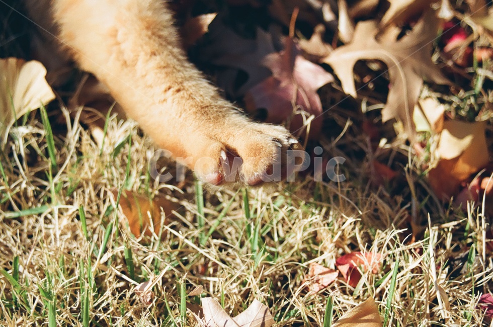 고양이,포유류,동물,animal,cat,kitten,발바닥,paw,발톱,고양이발,가을,계절,fall,autumn,season,동물,animal,포유류,mammal,고양이,cat,kitten,kitty