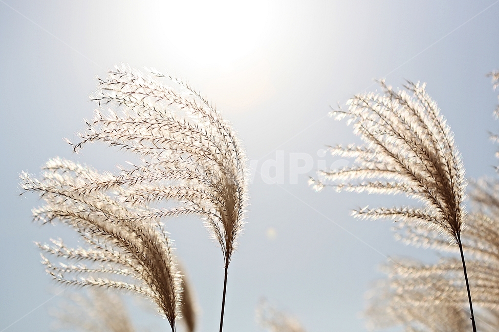 갈대,억새,풀,갈대꽃,식물,자연,공원,가을,계절,fall,autumn,season