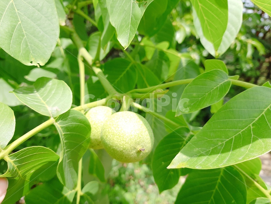 호두,호두나무,walnut,tree,walnuttree
