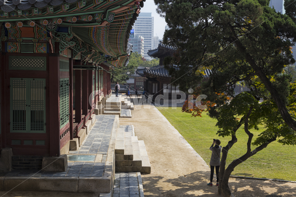 궁,덕수궁,건물,옛,가을,한국전통,한국문화,korean traditional,korean culture,랜드마크,landmark,tourist attraction,한국랜드마크,한국관광지,한국명소,korea landmark,korea tourist attraction,건축물,건물외관,exterior,building,structure,architecture,construction