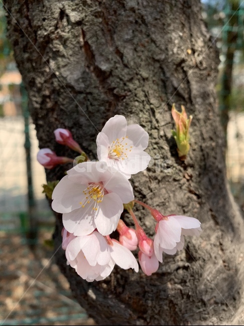 봄,벚꽃,cherryblossom,소소한,작은꽃,꽃,나무