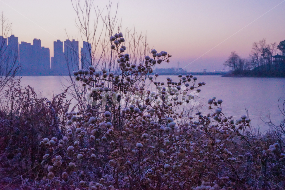 여명,새벽,호수,나무,식물,겨울,풍경,감성,건물,도시,풍경,city,landscape,식물,자연,plants,nature,꽃,flower,plant