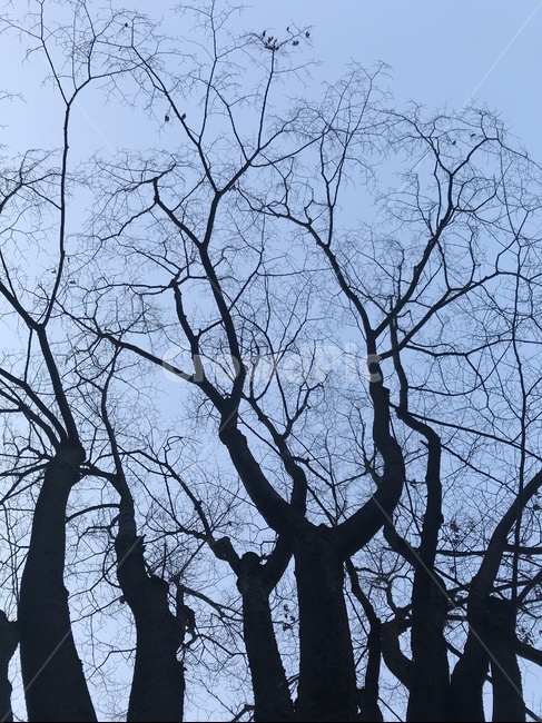 tree,나무,plant,식물,하늘,sky,겨울,winter,앙상한,가지,branch,쓸쓸한,쌀쌀한,cold,추운