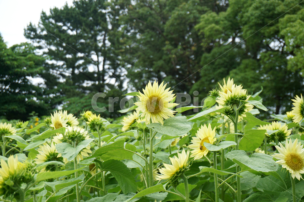 해바라기,꽃,예쁜꽃,식물,풍경
