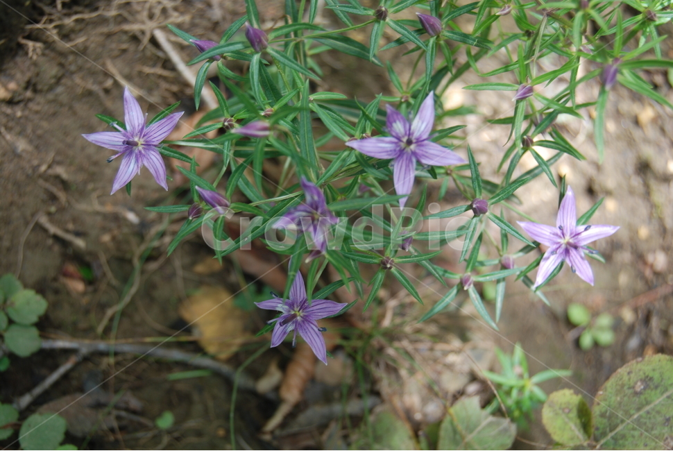 석병산,들꽃,수목원,봄,자연,식물,자연,plants,nature,꽃,flower