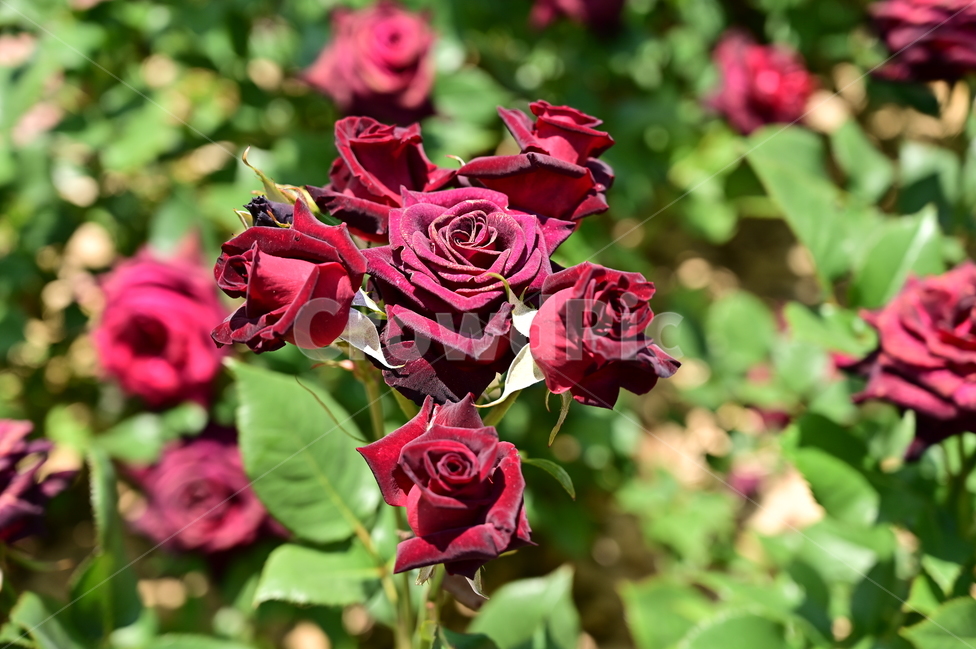 장미,rose,꽃,flower,식물,장미광장