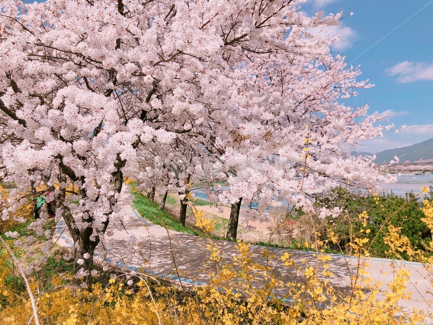 벚꽃,개나리,봄,blossom,flower,꽃,cherryblossoms