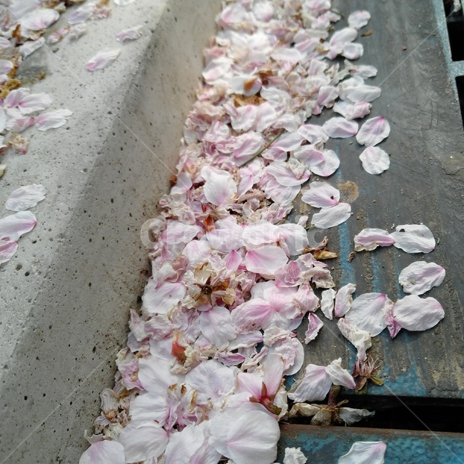 flower,blossom,꽃,petal,식물,plant,꽃길,벗꽃잎,꽃잎,핑크꽃잎
