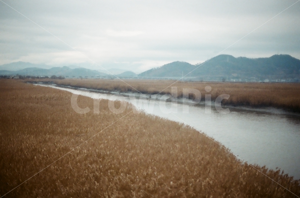 순천만,순천,필름사진,풍경,겨울,순천만자연생태공원,전라도,감성사진,감성,자연,풍경,nature,landscape,grass,잔디,plant,식물,lawn