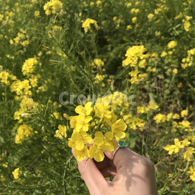 자연,꽃,노란꽃,식물,예쁜꽃