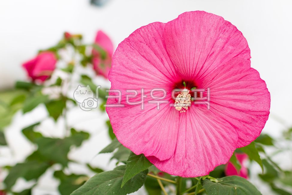 부용,부용화,자주색,꽃잎,부용꽃,꽃,하루살이꽃,관상용,쌍떡잎식물,낙엽관목,초록색,잎,식물,자연,여름,flower,petal,leaf,plant,nature,summer,confederaterose,hibiscusmutabilis,red,purple,green,outdoors