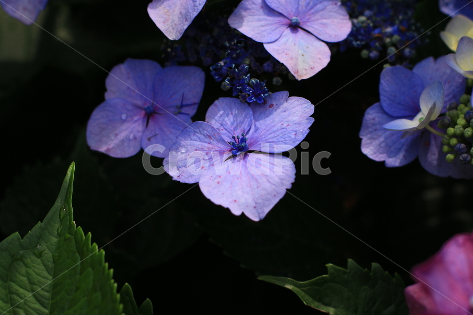 flower,꽃,plant,식물,blossom,수국,식물,자연,plants,nature,꽃,flower