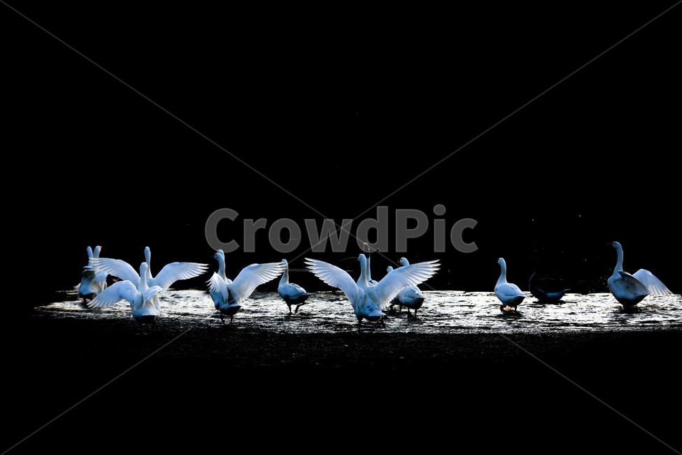 animal,bird,새,거위,동물,동물,animal,조류,새,birds