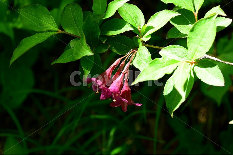 붉은병꽃나무,야생화,꽃,식물,자연,생태,플라워,flower,plants,nature,식물,자연,plants,nature,꽃,flower