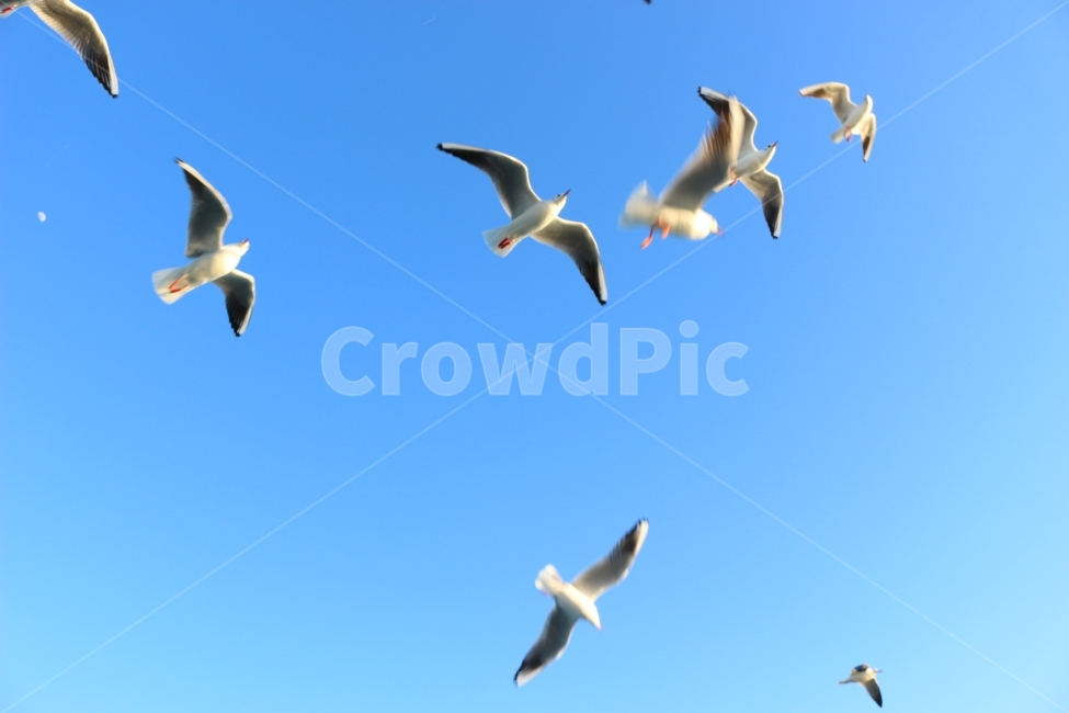 하늘,갈매기,날개,바다,비행,새,seagull,푸른하늘,bird,동물,animal,조류,새,birds