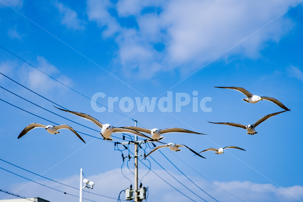 갈매기,바다,파란하늘,하늘,날다,구름,animal,동물,bird,새,동물,animal,조류,새,birds