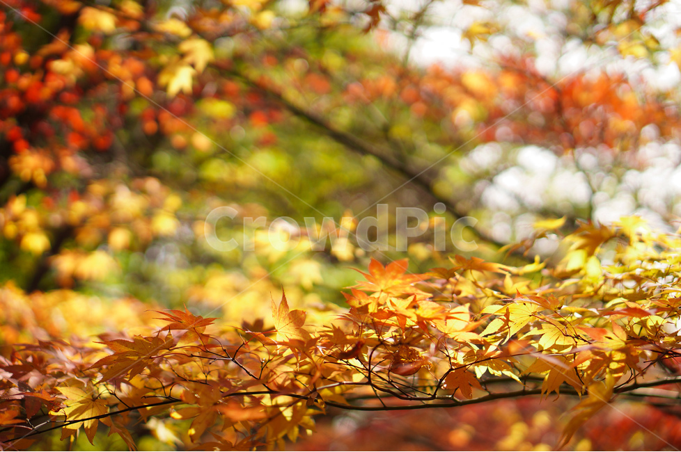 단풍나무,노랑,햇빛,보케,풍경,가을,계절,fall,autumn,season,식물,자연,plants,nature,plant,leaf,잎,tree,나무,maple,단풍