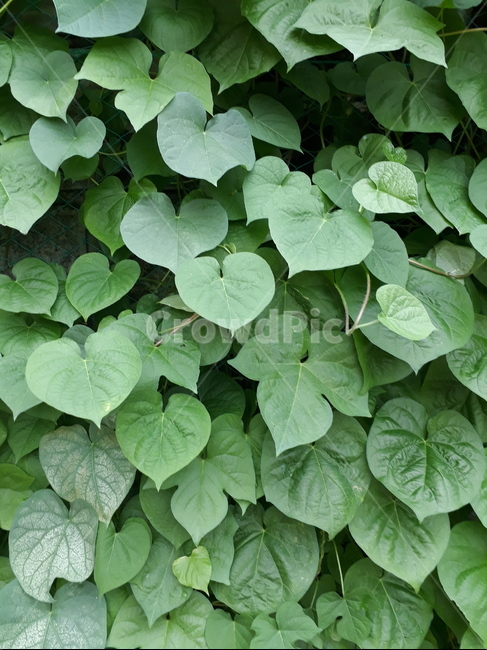 풀,숲,잎,초록,덩쿨,식물,자연,plants,nature