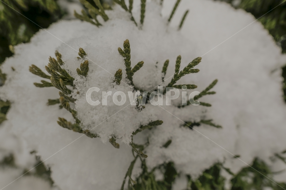 눈,나무,겨울,설경,초록,눈밭,겨울,계절,winter,season