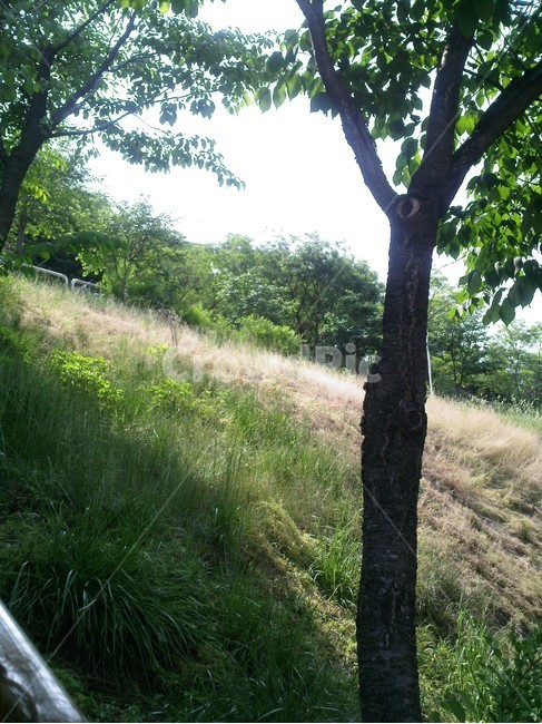 tree,나무,plant,식물,옥외,field,들,언덕,자연,풍경,nature,landscape