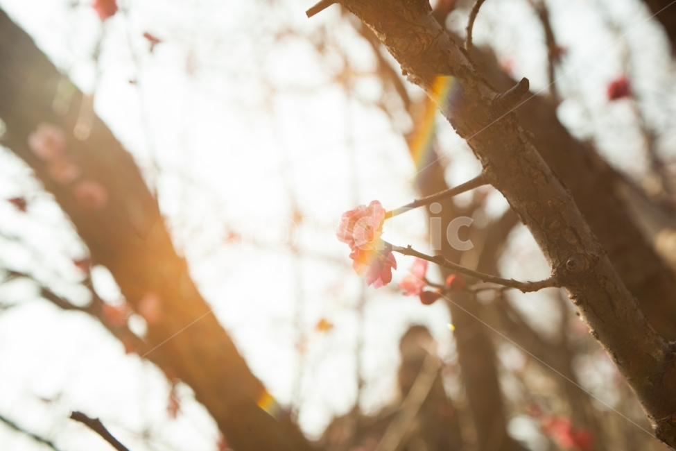 자연,햇빛,꽃,매화,풍경,자연사진,태양,해,꽃사진,매화사진,풍경사진,landscape,nature,sun,sunlight,flower,flowers,tree,나무,봄,계절,spring,season,식물,자연,plants,nature,꽃,flower,감성,sensible,feeling,plant
