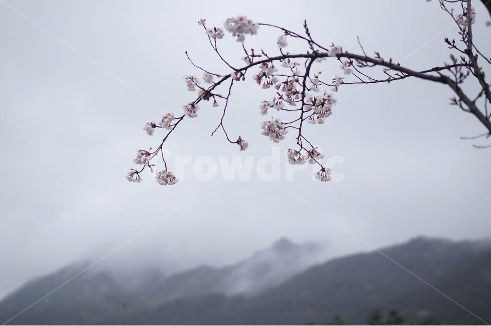 산,벚꽃,풍경,구름,봄,흐림,봄,계절,spring,season,식물,자연,plants,nature,꽃,flower,plant