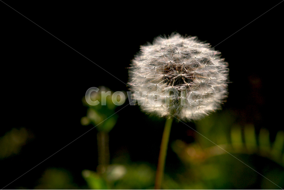 민들레,꽃,flower,dandelion,꽃씨,blossom,plant,식물,자연,plants,nature,꽃,flower