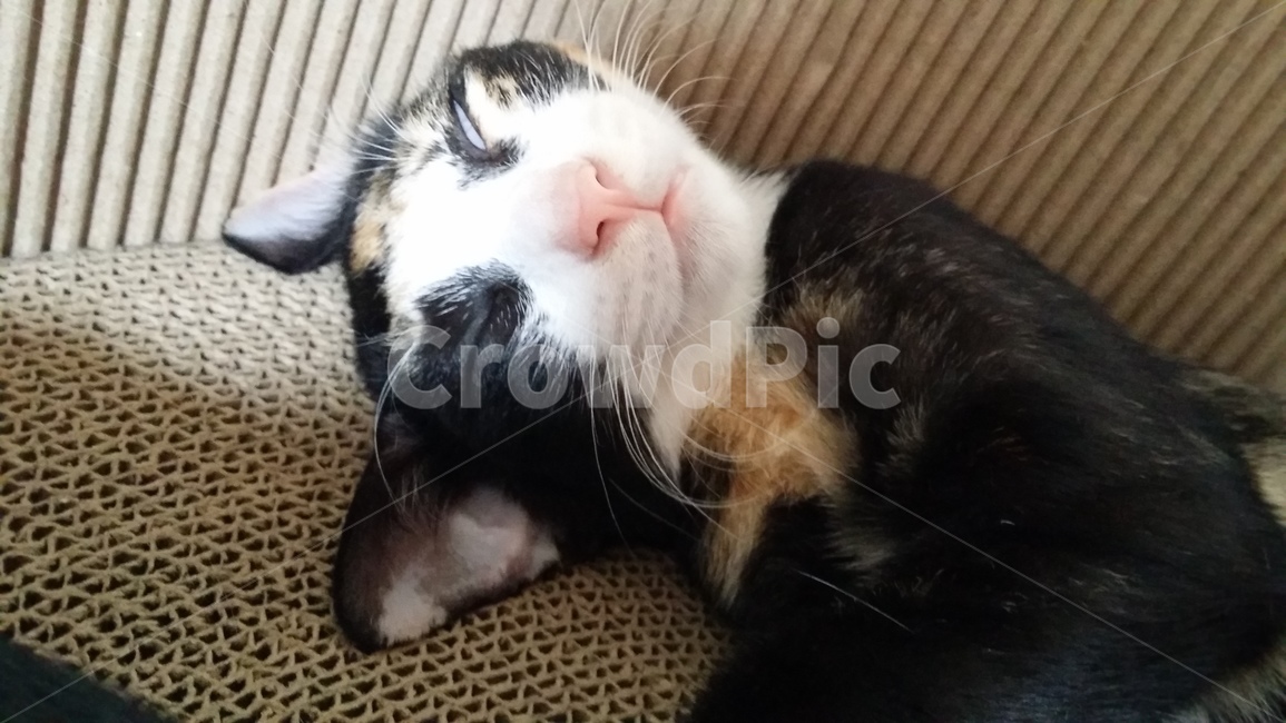 고양이,코숏,아기고양이,자는모습,cat,코리안숏헤어,동물,animal,포유류,mammal,고양이,cat,kitten,kitty
