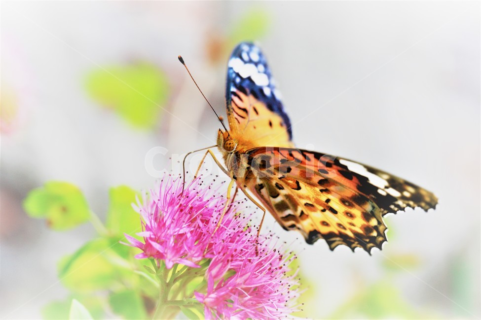꽃,나비,가을,곤충,butterfly,식물,자연,plants,nature,꽃,flower,곤충,벌레,insect,bug