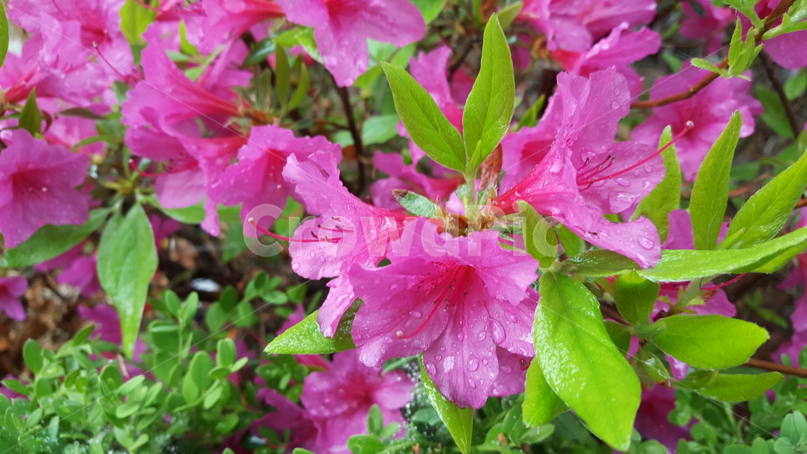 꽃,flower,식물,자연,분홍색꽃,식물,자연,plants,nature,꽃,flower