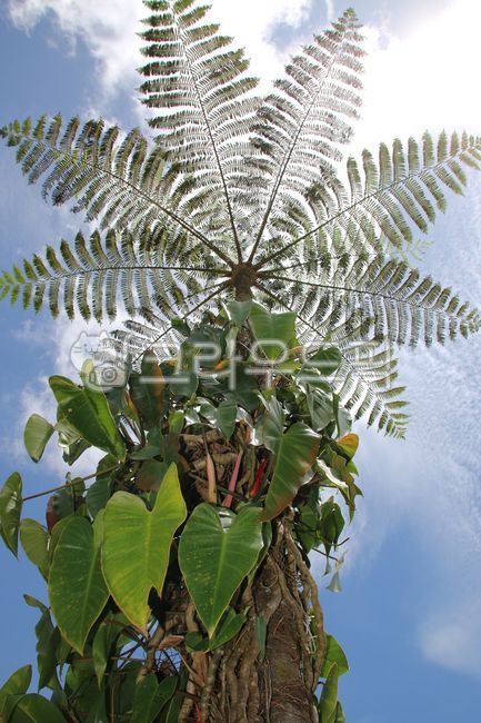 shadow,nature,Philippines,tree,shade,Bracken,fern tree,leaf,baguio,Baguio,plant,Camp Janhei,philippines