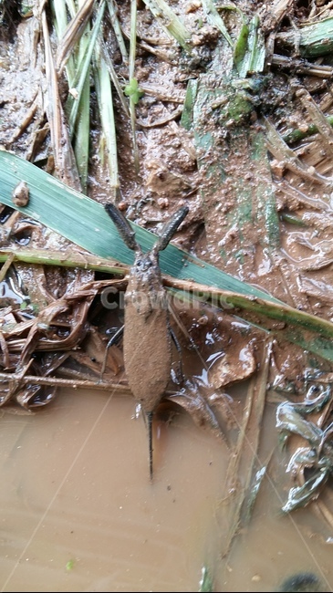 장구애비,수서곤충,곤충,논생물,논생태,동물,animal,곤충,벌레,insect,bug