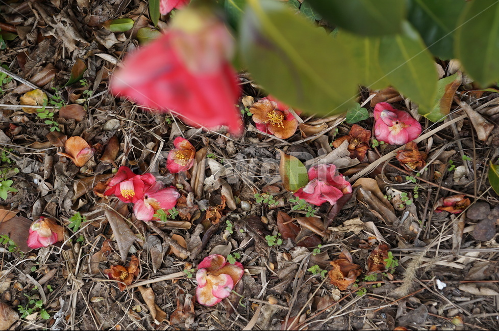 제주도,제주,봄,동백,동백꽃,낙화,봄,계절,spring,season,식물,자연,plants,nature,꽃,flower,ground,바닥,leaf,잎,plant
