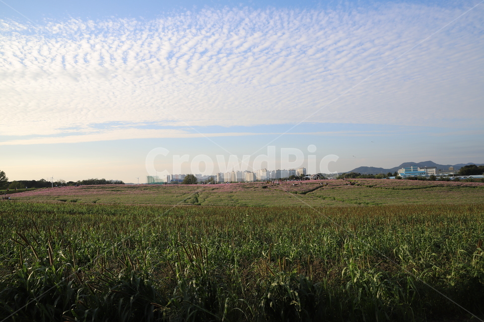 풍경,자연,scenery,구름,초원,들판,자연,풍경,nature,landscape,outdoors,옥외,field,들,grassland,목초지,farm,농장,rural,농촌