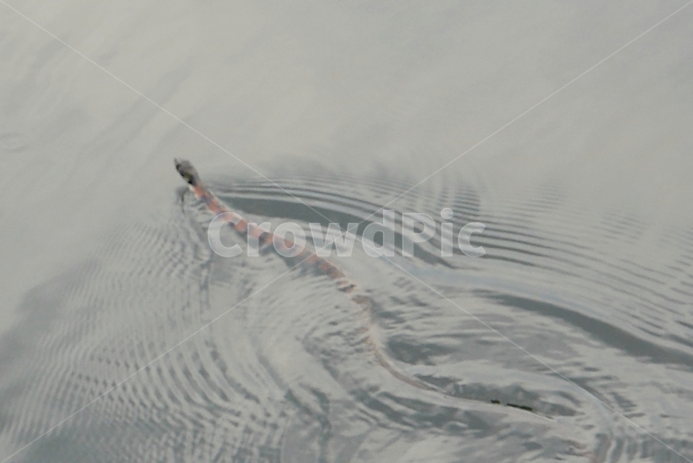 water,물,물뱀,snake,호수,강