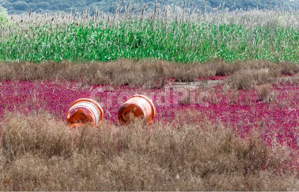 영종도,갯벌,함초,문양,무늬,환경,자연,풍경,nature,landscape