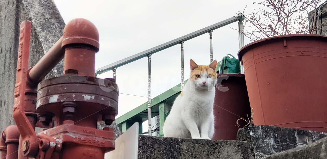 cat,cute,koreanshorthair,pet,길고양이,치즈냥