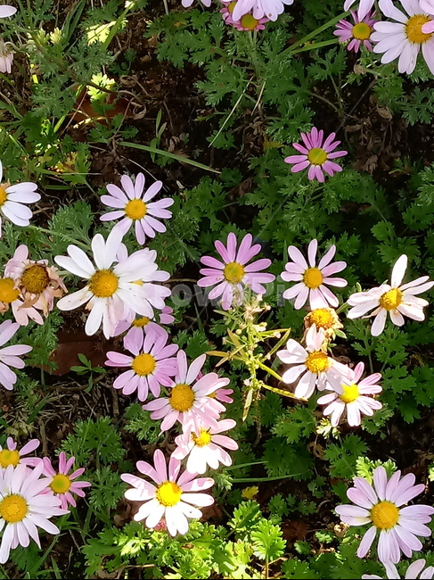 아스타,식물,꽃,flower,plant,(aster,식물,자연,plants,nature,꽃,flower