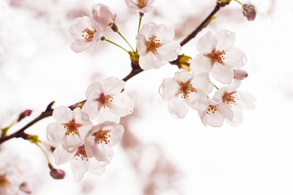 plant,식물,벚꽃,개화,흰색,봄,확대,식물,자연,plants,nature,꽃,flower