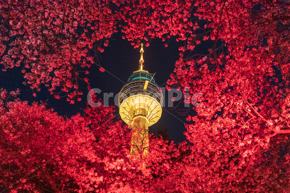 벚꽃,빨강,야경,83타워,이월드,풍경,landscape,night,밤,랜드마크,landmark,tourist attraction,한국랜드마크,한국관광지,한국명소,korea landmark,korea tourist attraction,색깔,색상,색채,색감,color sense,color sensitivity,feeling of color