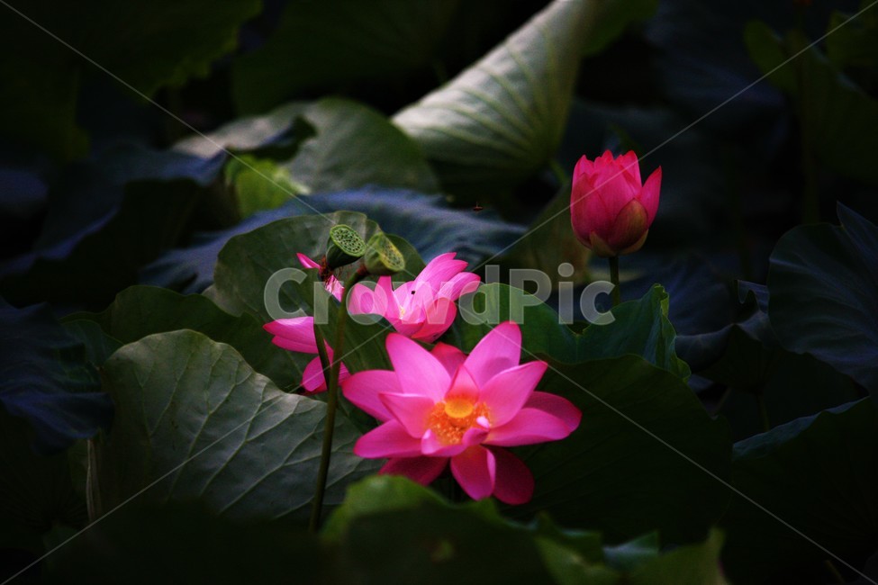 식물,연꽃,꽃,flower,flowerage,식물,자연,plants,nature,꽃,flower