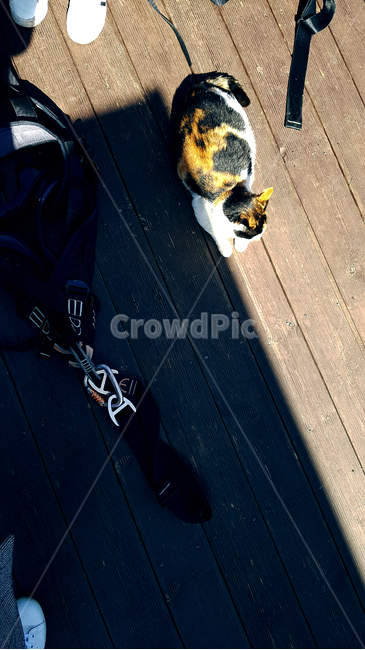 afternoon,prepare,sunlight,shadow,light,cat,animal,day