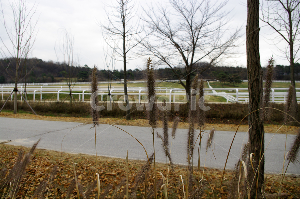 겨울,풀,나무,식물,목장,길,자연,풍경,nature,landscape,tree,plant,land,땅,outdoors,옥외