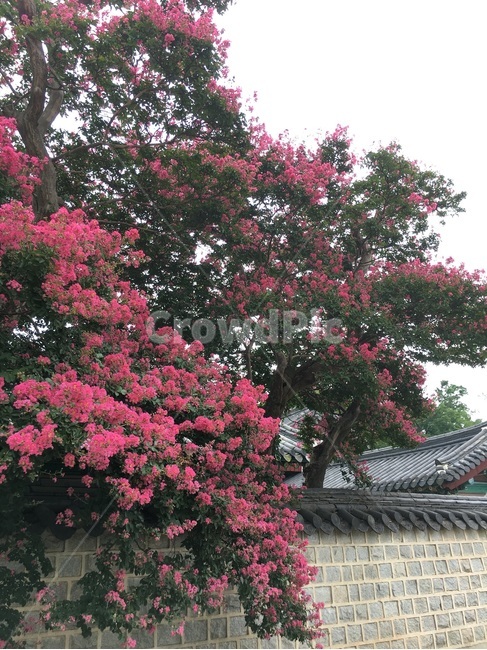 배롱나무,꽃나무,경기전,전주,한국전통,한국전통,한국문화,korean traditional,korean culture,식물,자연,plants,nature,꽃,flower