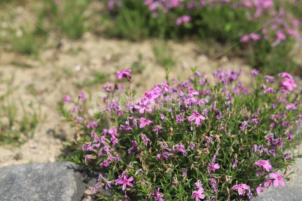 꽃,봄,아름다움,그리움,따스함,봄,계절,spring,season,식물,자연,plants,nature,꽃,flower,blossom,geranium,제라늄,plant