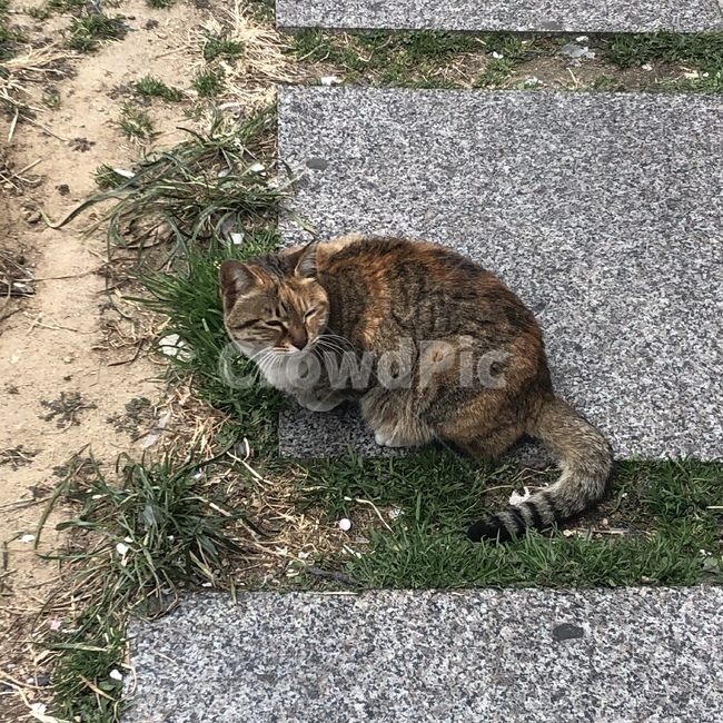 고양이,길고양이,얌전한,자고있는,조용한,귀여운,갈색의,줄무늬,cat