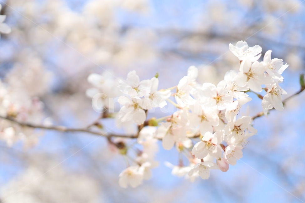 봄,벚꽃,식물,나무,근접,봄,계절,spring,season,식물,자연,plants,nature,꽃,flower,plant