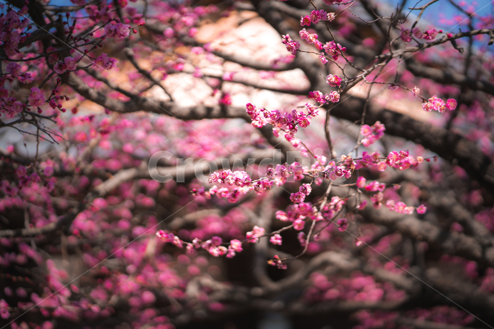 매화,홍매화,통도사,절,봄,봄꽃,봄,계절,spring,season,식물,자연,plants,nature,꽃,flower,plant,blossom