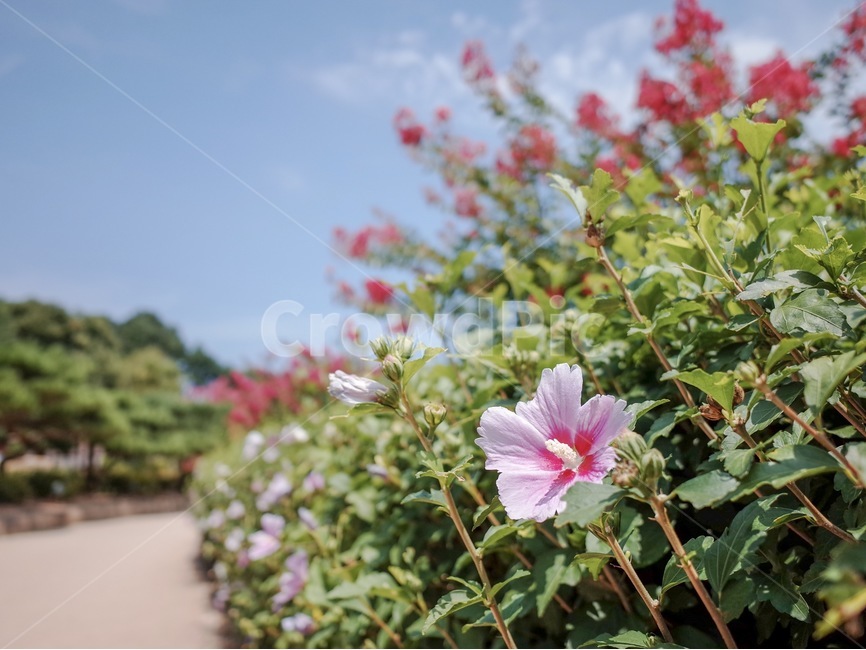 식물,꽃,무궁화,하늘,나무,식물,자연,plants,nature,꽃,flower